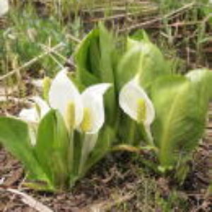 【たかつえ水芭蕉群生地】ＰａＰａから徒歩１０分。お散歩がてらにどうぞ。