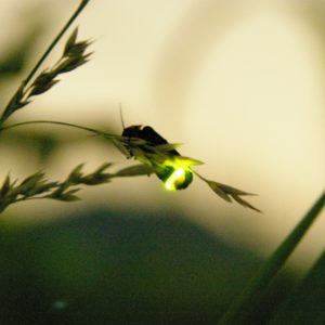 【ホタル】ＰａＰａから徒歩１０分。たかつえ水芭蕉群生地周辺。７月頃が見頃です。